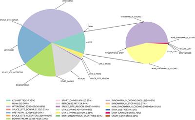 Population structure and genetic diversity in Eucalyptus pellita based on SNP markers